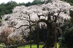 桜（長興山招太寺）