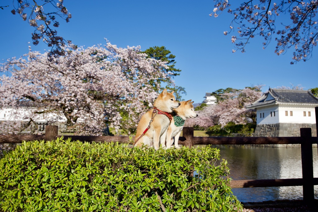 花見