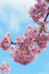 河津桜