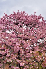 河津桜