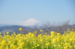 吾妻山からの富士山