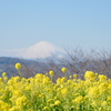 吾妻山からの富士山