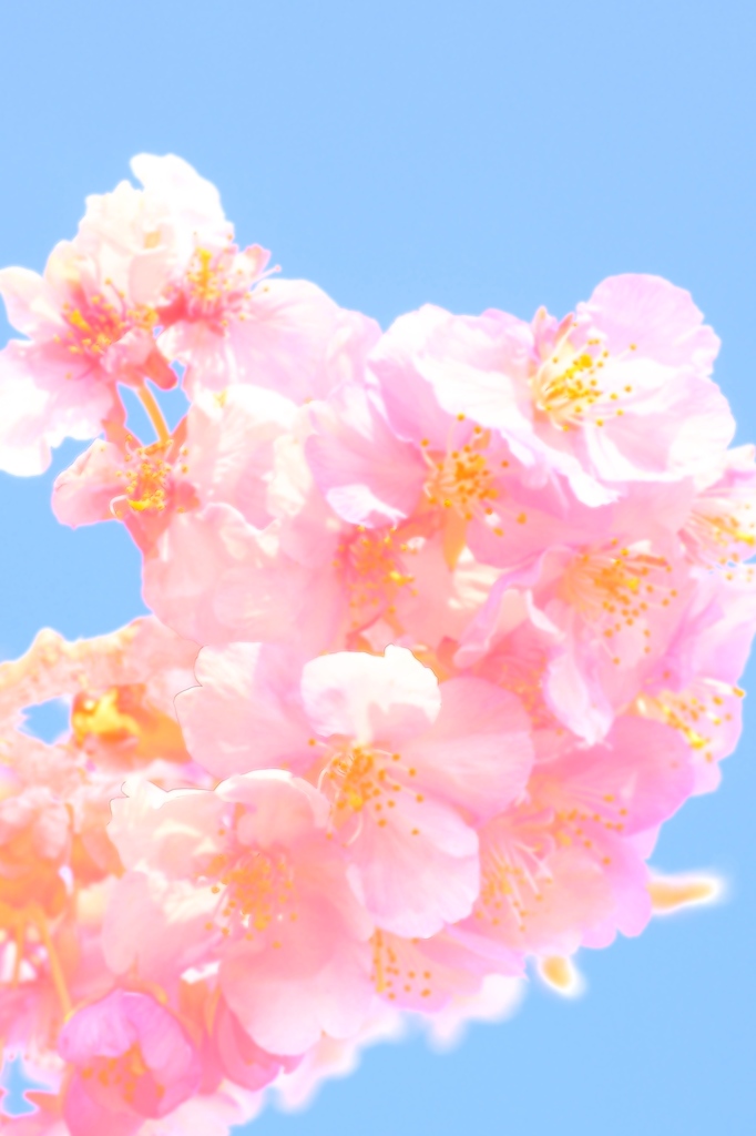 サクラ