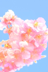 サクラ
