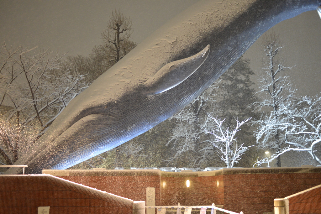 Whale&Snow