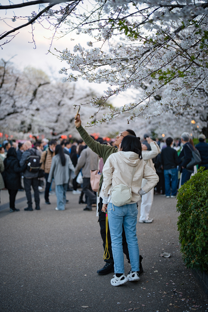 上野公園と桜