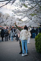 上野公園と桜
