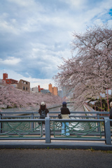桜と川２