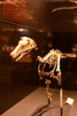 大恐竜展 in国立科学博物館