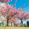 桜color