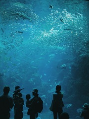 海の食物連鎖