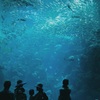 海の食物連鎖