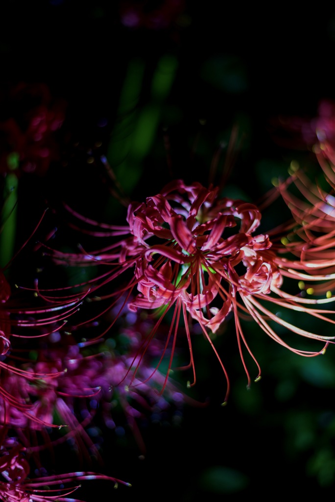 季節の花