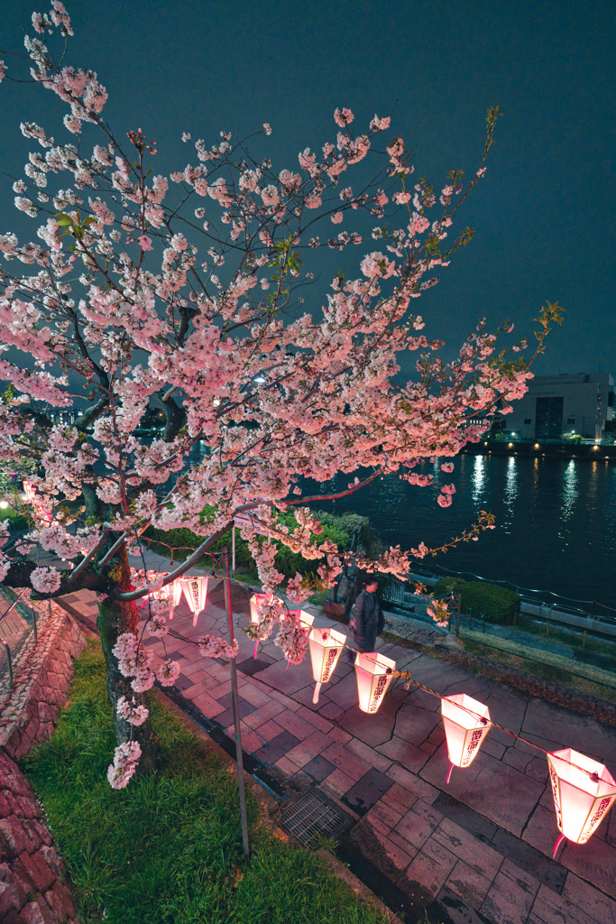 夜桜散策