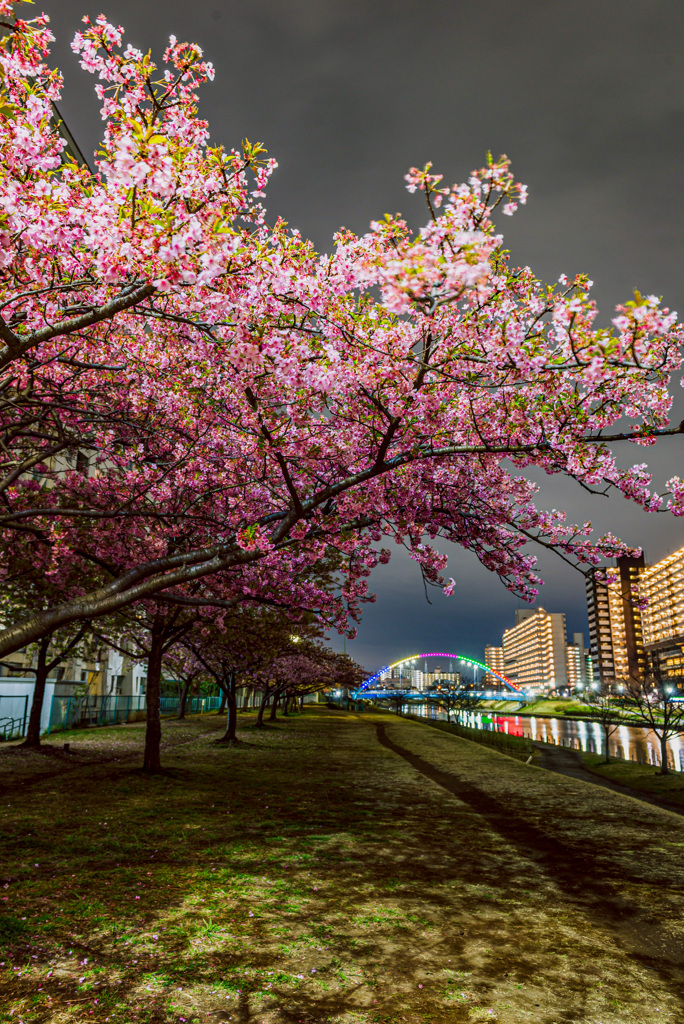 夜桜