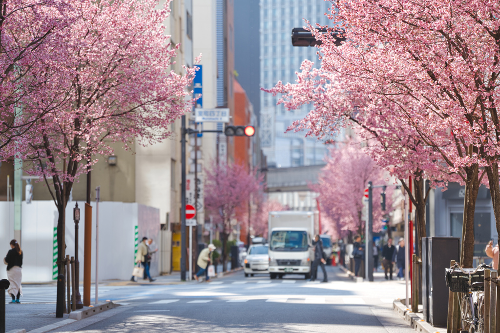 桜散策