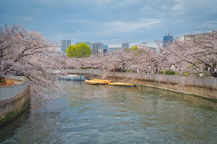 川＋桜