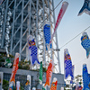 スカイツリーとこいのぼり