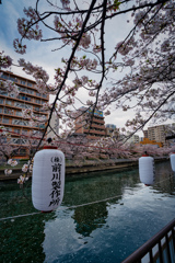 桜と川