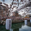 桜と川