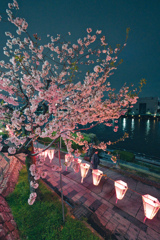 桜まつり