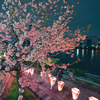 桜まつり