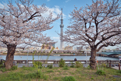 隅田公園と桜