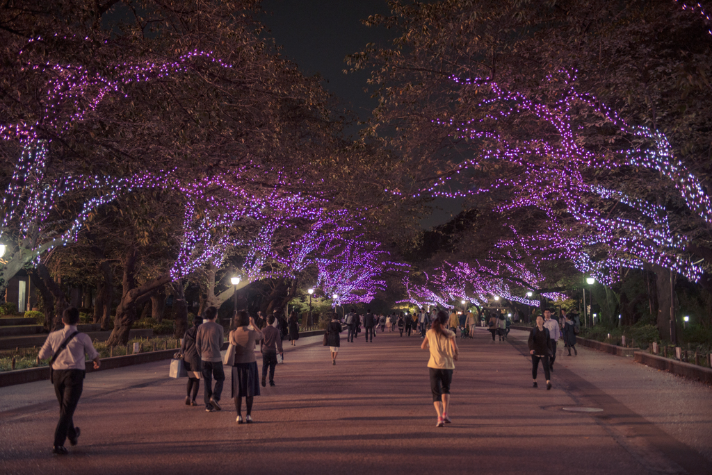 秋に咲いた桜