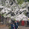 桜の木の下で