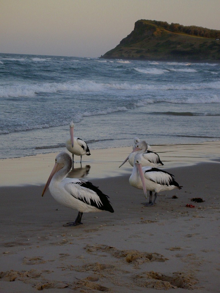 休憩するペリカンたち 