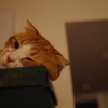 眠い