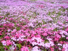 国田家の芝桜