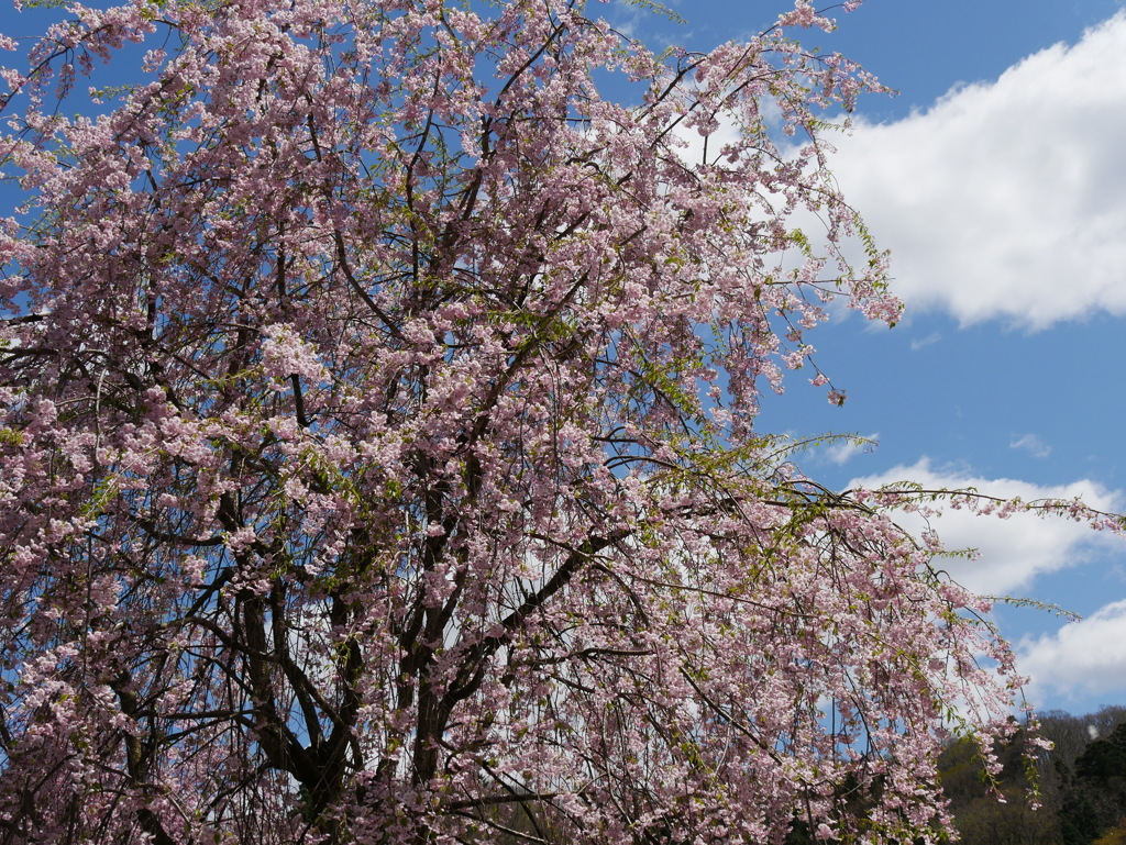 角館しだれ桜