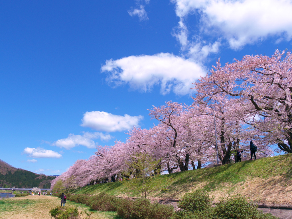 角館桧木内川提