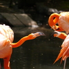 東山動物園