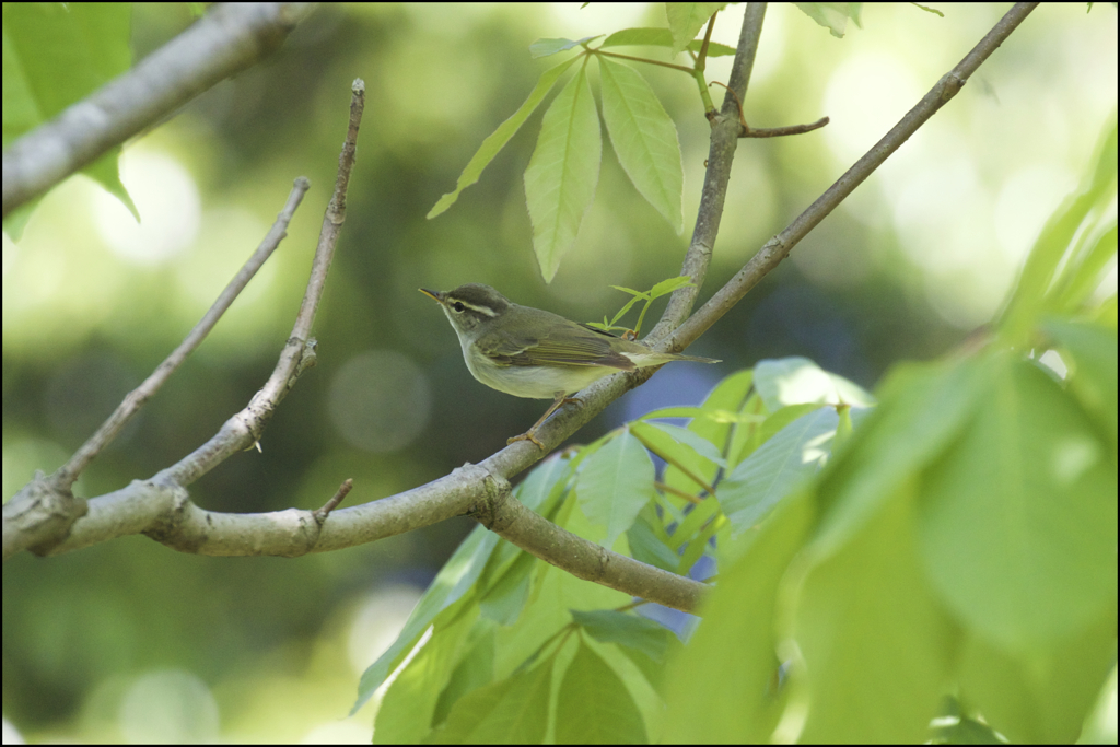 続々　夏鳥の渡り