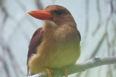 上野動物園にて