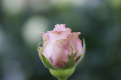 花屋で見かけて　３