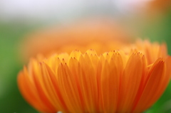 花屋でマクロ　1