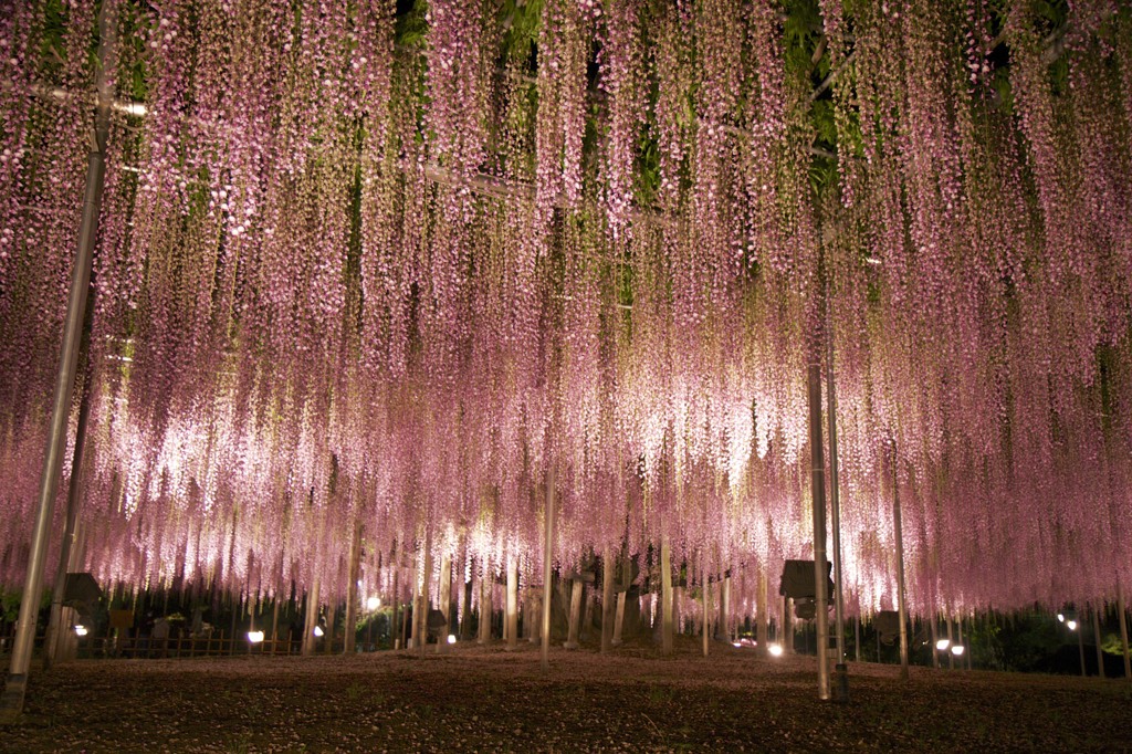 大藤の夜