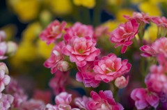 おまけの花