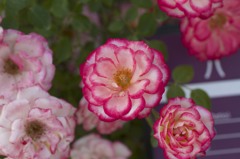 薔薇の園　２