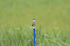 夏を告げる鳥