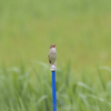 夏を告げる鳥