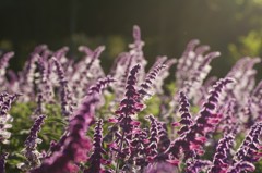 西陽を浴びて　２