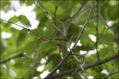 夏鳥