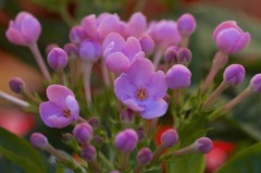 花屋の花　４