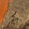 ベニくん発見