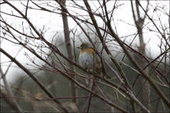 この鳥さんは？？