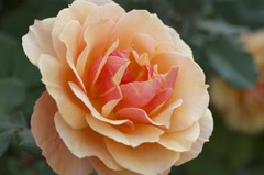 薔薇の園　5